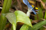 Whitemouth dayflower 